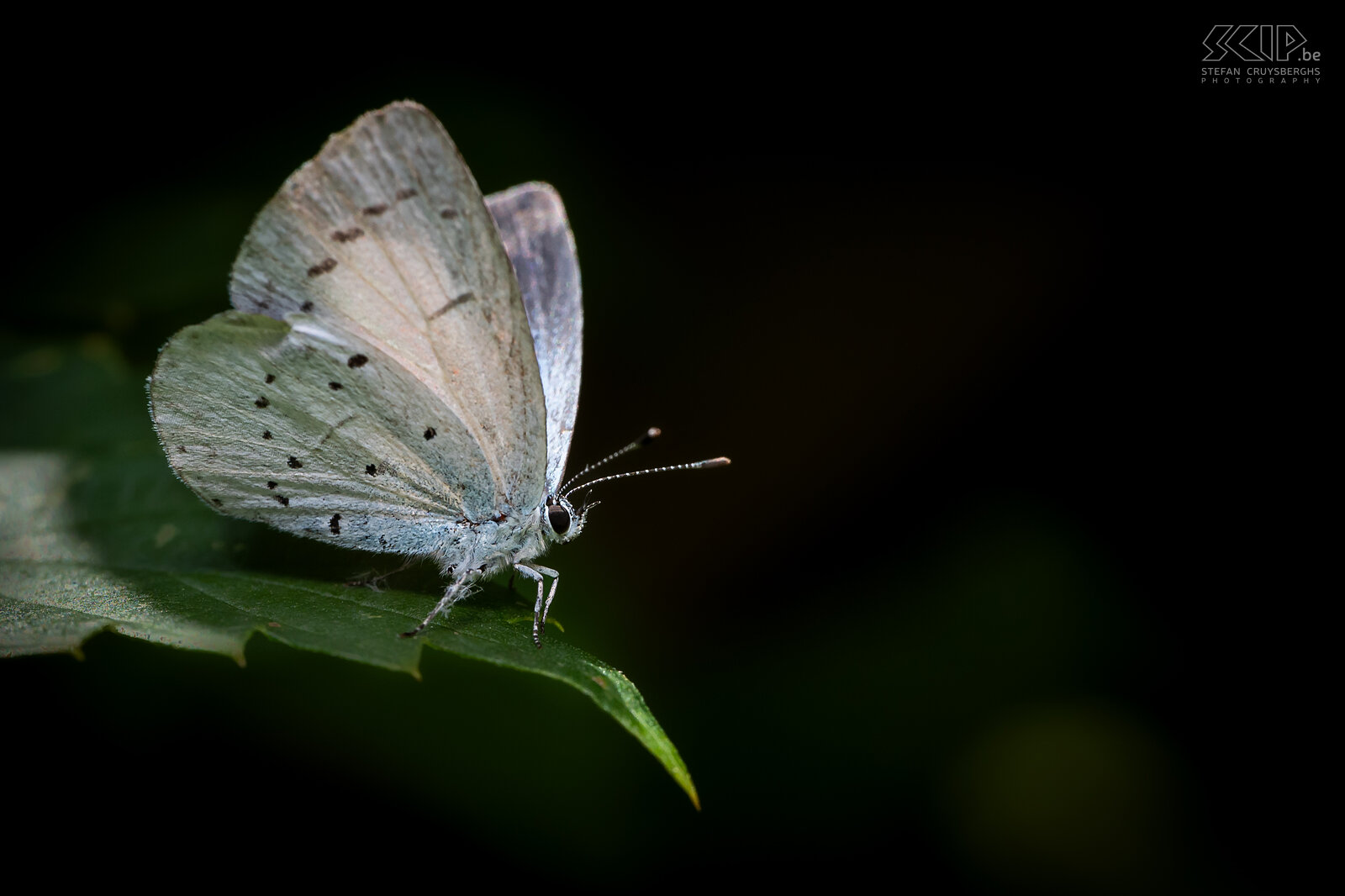 Butterflies - Spring azure Spring azure / Celastrina argiolus Stefan Cruysberghs